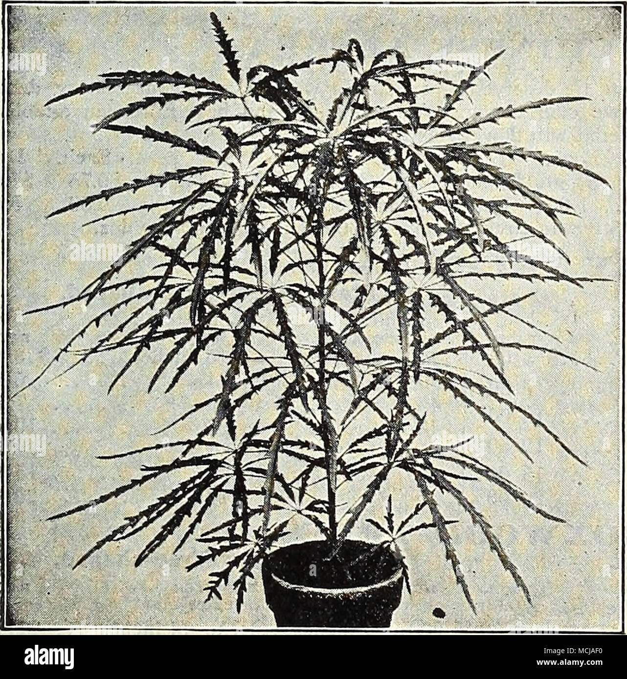 Aralia Elegantissima. Burbank's HvBHiD Amakylus, ANTHKRICUM. Vittatum  Variegatum. A most desirable va^e or windnw-box plant ; long, narrow green  foliage, edged witli wliite. 15 cts. each ; $1.50 per doz. ANTHtlRIlTMS* (