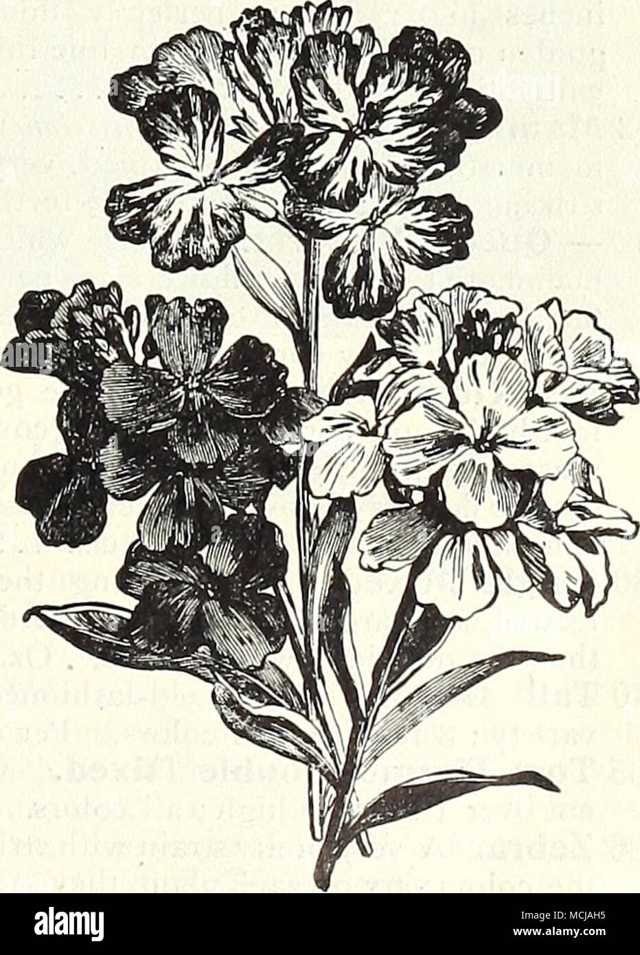 . Single Wallflower. Collections of Seeds of Oldfashioned Annuals and