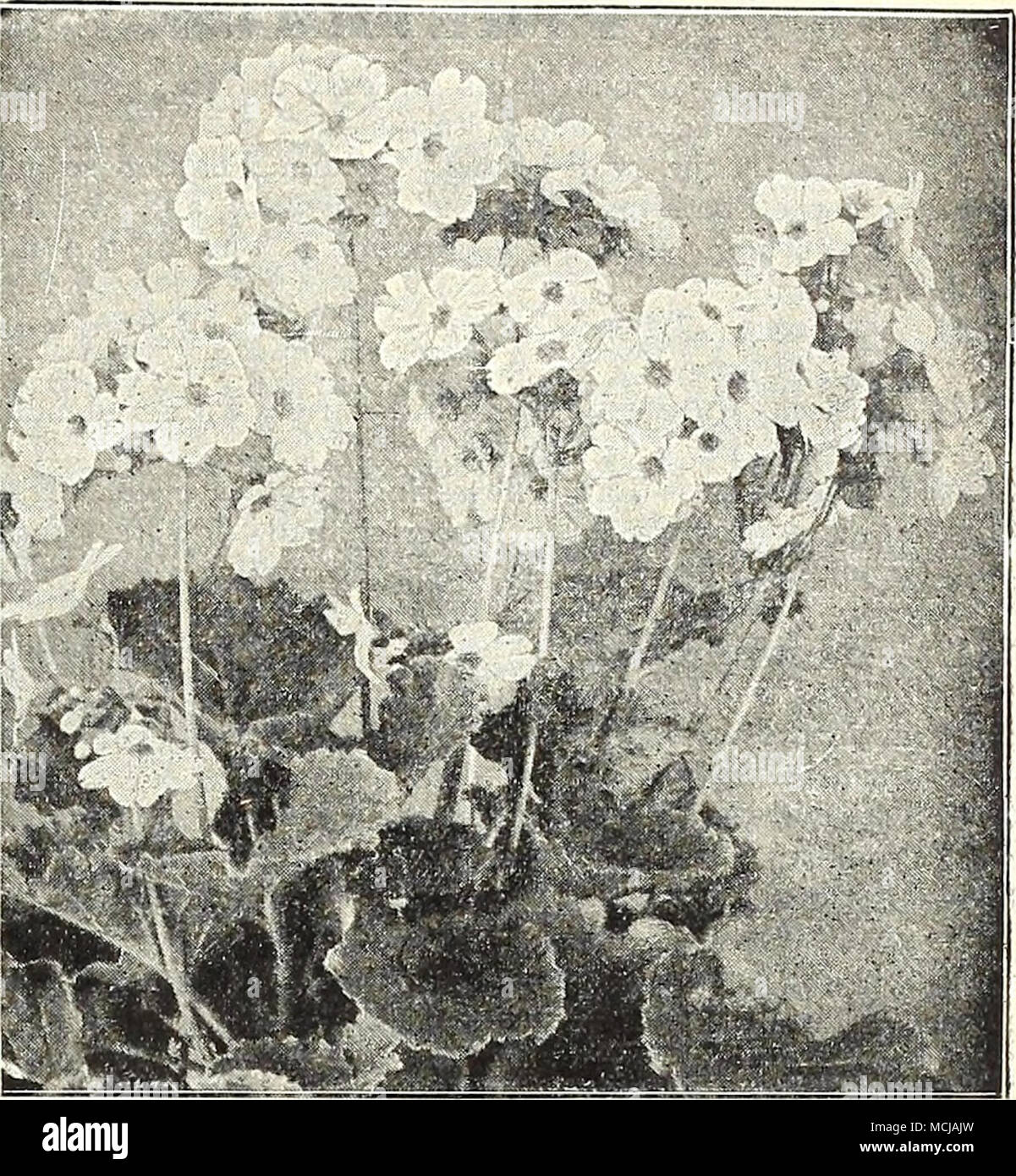 Æble Underholde Udsæt Primi'la Obconica Grandiflora. VARIOUS PRIMULAS. T he following varieties  are of the easiest culture in greenhouse or light window of dwelling house,  flower- i. .; abundantly and continuously with little c.Mii,