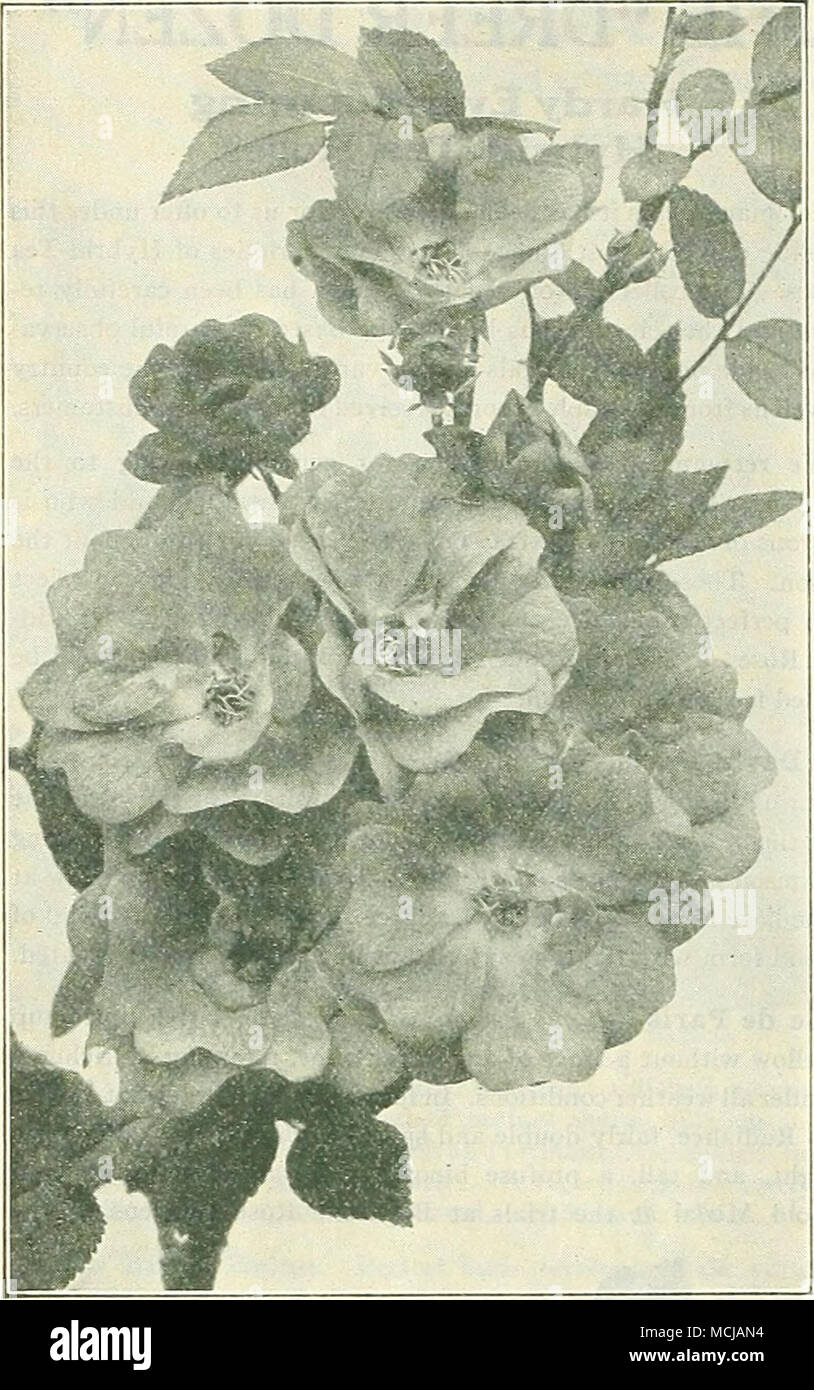 . POLYANTHA OR BABY ROSES A type of Rose which is very popular for bedding purposes. They form shapely, compact bushy specimens about 18 inches high, pro- ducing in great profusion from early in the season until severe frost immense trusses of small flowers. The seven varieties here offered are illustrated in colors in our Garden Book for 1930, a beautifully illustrated catalogue of 224 pages which will be mailed free on appli- cation. Cecile Brunner {The Fairy, or Sweetheart Rose). A variety with dainty double little flowers of perfect form produced in many flowered graceful sprays; color a s Stock Photo