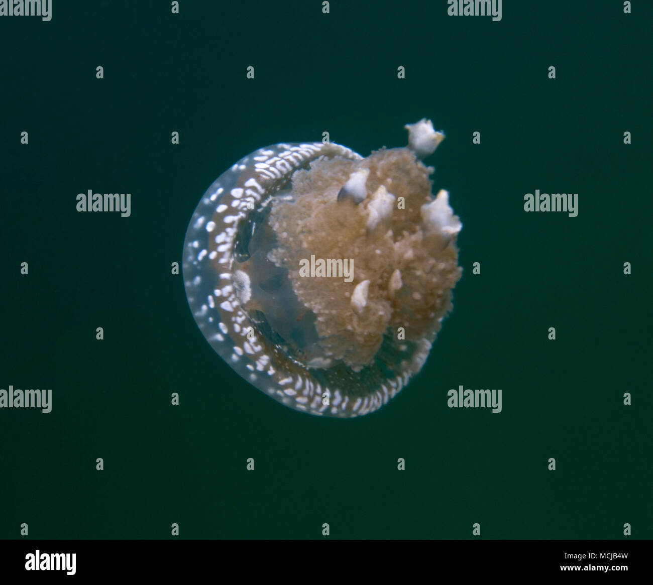 Jellyfish lake in Togian island, Indonesia Stock Photo