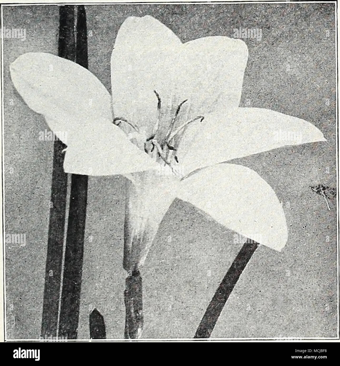 . Zephyranthes —Fairy Lily Tigridia —Shell Flower Sternbergia Autumn Daffodil Lutea, 40-885. Very pretty, dwarf autumn-flowering bulbs with b'oomi hke a glorified yellow Crocus. Should have a rather dry, sunny position and well-drained hme soil. Cover 4 inches deep. Provide a layer of leaves for win- ter protection. July DeHvery. 3 for $1.00; 12 for $3.00; 25 for $6.50. Zephyranthes Zephyr Flower-Fairy Lilies Showy lily-shaped blooms during the summer months. Easy to grow. Postpaid: 3 for 35(^; 12 for $1.25; 25 for $2.25. Ajax, 47-308. Large clear yellow flowers. Bloom profusely. Alba, 47-311. Stock Photo
