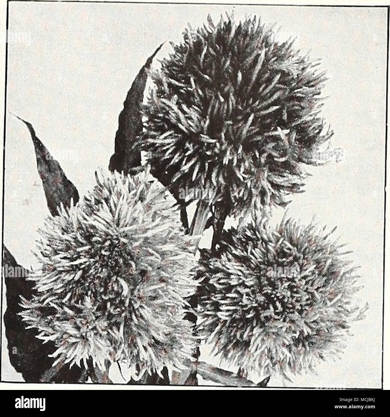 Chinese WooIHower Feathered Cockscomb—Ce/os/a phimosa Gorgeous, red gold  and yellow plumes from July until frost. Magnifica, Golden Plume, 1845.  Extra large, bright golden yellow plumes. 3 ft. Pkt. 10(^. Magnifica,  Scarlet