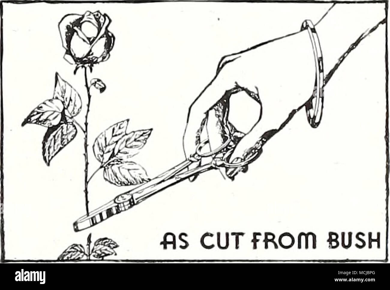 Rose And Flower Holding Shears An Essential Garden Accessory
