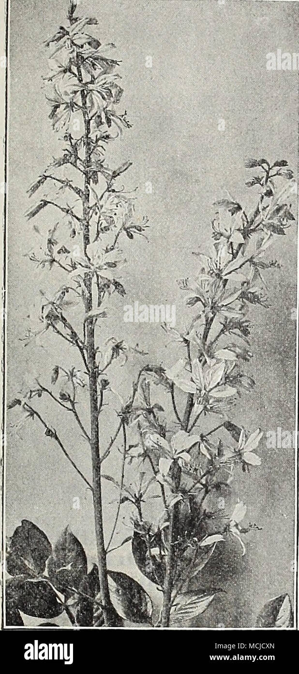 . DICTAMNUS FRAXIKELLA CAUCASICUS. A gigantic form of the well-known Gas Plant D. Fraxinella; the flowers being fully double the size of the type and borne on much larger spikes; a fine hardy plant. 25 cts. each; Â§2.50 per doz. rake: varieties of the iiart's- tongue fern. (Scolopendriuin.) The common English Hart's-tongue Fern Scolopendrium officinarum is a well- known and much admired hardy plant, which may be grown in a shady, well drained, moist corner of the garden where few other plants would succeed. We offer this, as we.l as three most interesting varieties, which must be seen to be ap Stock Photo