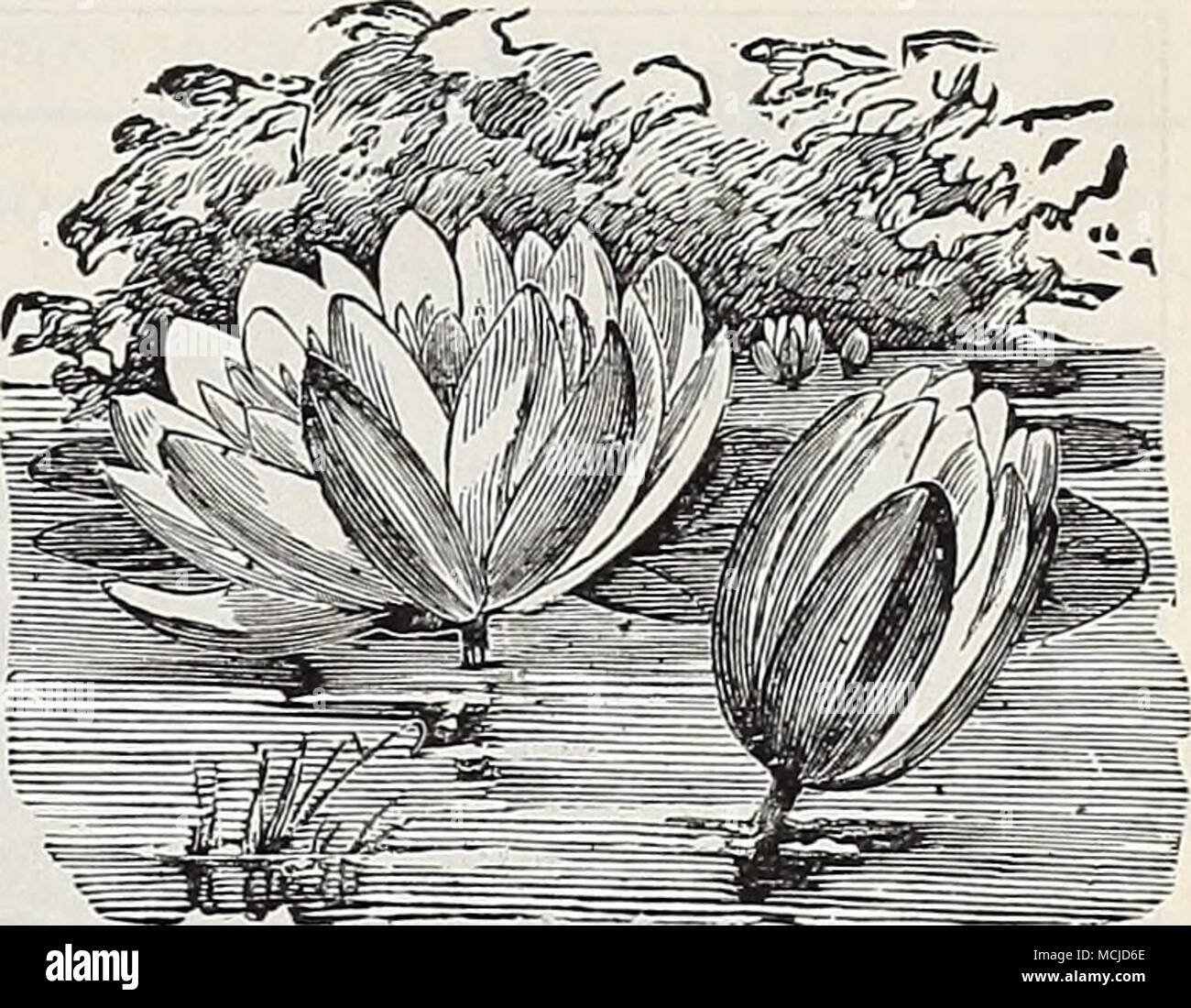 . Water Lilies. 4429 Imported Collection of Double Wallflower, 6 varieties XERANTHEMUM. (Everlasting or Immortelle.) 4433 Annum. One of the prettiest of the Everlast- ings, bearing an abund- ance of bright rose, purple and white flowers, which are not only showy in the garden, but very useful as dried flowers in winter bouquets. Grows 2 to 3 feet high, and can be sown in the open ground early in May, growing readily in any open, sunny posi- tion. Mixed colors. (See cut.) 10 Stock Photo