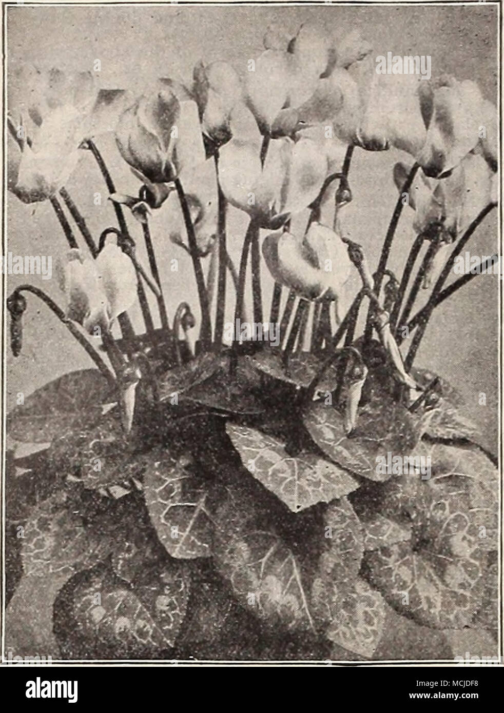 . Giant Cyclamen. Per Pkt CYCLAMEN. Persicum. Choicest mixed; easier to grow than the Giants, but not so large. Per 100 seeds, 60 cts.. 1! Giant Pure White. Per 100 seeds, $1.00 2 —White, with carmine eye. Per 100 seeds, $1.00 2 —Dark Blood-red. Per 100 seeds, $1.00 2 —Delicate Rose. ' With deep crimson eye. Per 100 seeds, $1.00 .' —Finest Mixed. Saved from a superb collection. Per 100 seeds, $1.00 Wonder of Wandsbek. A new giant flowering variety, with flowers of various shades of roses suffused with salmon, which adds a brightness heretofore unknown in this splendid winter blooming plant 25  Stock Photo