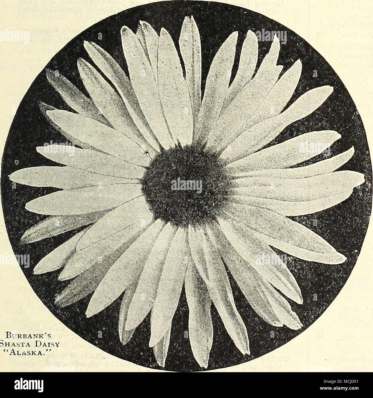 . Burbank's Shasta Daisy &quot;Alaska.&quot; Campanula PeusicH'Olia (Peach Bells), PER PKT. CANDYTUFT (Iberis). Gibraltarica Hy- brida, White flowers shading to lilac 10 Senipervii'en.s. A profuse white blooming hardy perennial, coming in early flower in the spring; much used for rockeries, etc. Per ]/.^ oz., 25 cts..,. id CAENATION. General favorites for their delicious fragance and richness of colors. They are indis- pensable, both for greenhouse culture in winter and for the garden in summer. Fine Double, Mixed. The best for garden cul- ture 10 Fine.st Double, Mixed, Saved from extra fine f Stock Photo