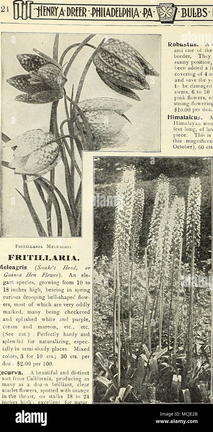 . Fkitillakia Meleagkis. FRITILLARIA. Meleagris {Snake's Head, or Guinea Hen Flower^. An ele- gant species, growing from 10 to 18 inches high, bearing in spring curious drooping bell-shaped flow- ers, most of which are very oddly marked, many being checkered and splashed white and purple, cre.im and maroon, etc., etc. (See cut.) Perfectly hardy and splendid for naturalizing, espec- ially in semi-sliady places. Mixed colors, 3 for 10 cts.; 30 cts. j-e doz.; $2.00 per 100. Recurva. A beautiful and distinci sort froin California, producing as r many as a doz ;n brilliant, clear scarlet flowers, s Stock Photo