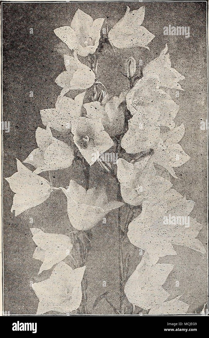 . Campanula Persicifolia (Peach Bells). ance of blue salv- er-shaped flowers during June ar&quot;l July. (See cut.) — alba. A pure white form of the above. — Glgantea Moer- heimi. A grand sort with large spikes of pure white double camellia-like flowers, 2 to 2J inches in diameter; in bloom from the middle of May until late in Tuly. A splendid acquisition. (See cut.) 25 cts. each ; $2 50 per doz.; $15.00 per 100. Pyramidalis {Chimney Bell-flower). The most conspicuous of all Campanulas, and an attractive plant for the herbaceous border, forming a perfect pyramid 4 to 5 feet high, crowded with  Stock Photo