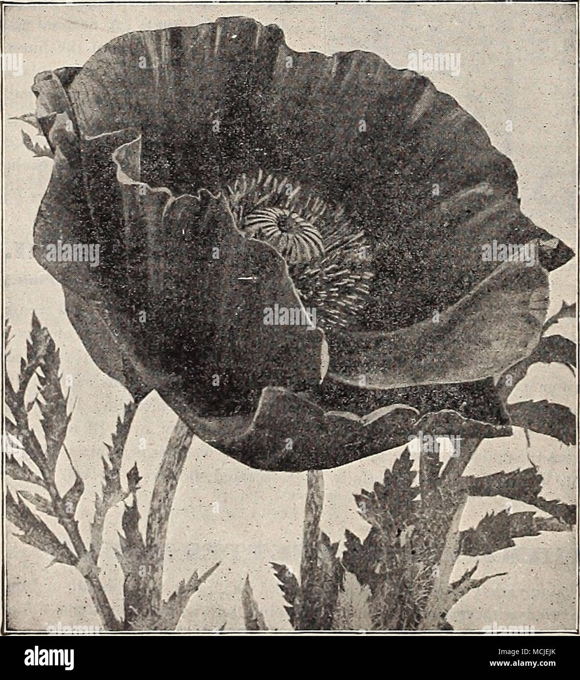. Oriental Poppy. THE ICELAND POPPIES (Papaver midicaule.) Our color plate opposite gives an excellent idea of the satiny- texture and beautiful coloring of the graceful, crimped flowers of this handsome Poppy, which deservedly takes a prominent place in the hardy garden. The plant is of neat habit, form- ing a tult of bright green fern-like foliage, from which spring, throughout the entire season, a profusion of slen- der leafless stems one foot high, each graced wi'h charm- ing cup-shaped flowers most pleasing to behold, not only on the plant, but if cut when ju.-t expanding they prove valua Stock Photo