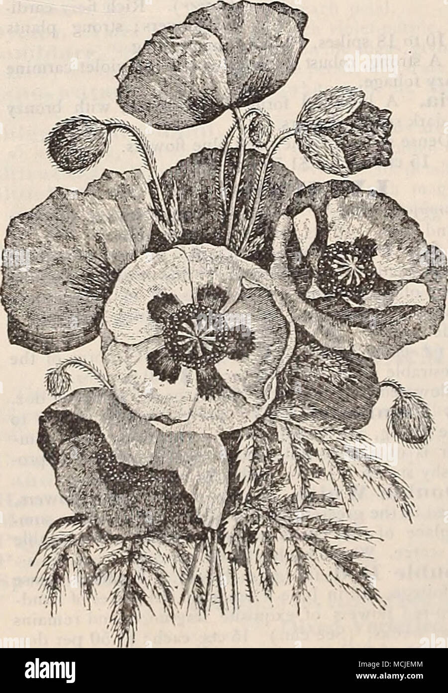 . Okientale Poppies, HARDY ORCHIDS. There is wealth of beauty in this little cultivated class of plants. All the sorts that we quote below are quite hardy, Calopog-Oll pulchelluS {Grass Fink). Bright-pink, fragrant flowers. Cypripertiuni acaule {Lady's Slipper). Broad, oval foliage, and showy, bright-pink, lighter-veined, curiously-formed flowers. — parvifloruni (Small Yellozu Lady's Slipper). Bright-yellow. — pubescens ( Ydlnu Lady's Slipper). Large, showy, bright-yellow. — Spectabile (Moccasiu-Llower or Slnmy Lady's Slipper). Clusters of beautifully formed white and pink flowers. 5{) cts. ea Stock Photo