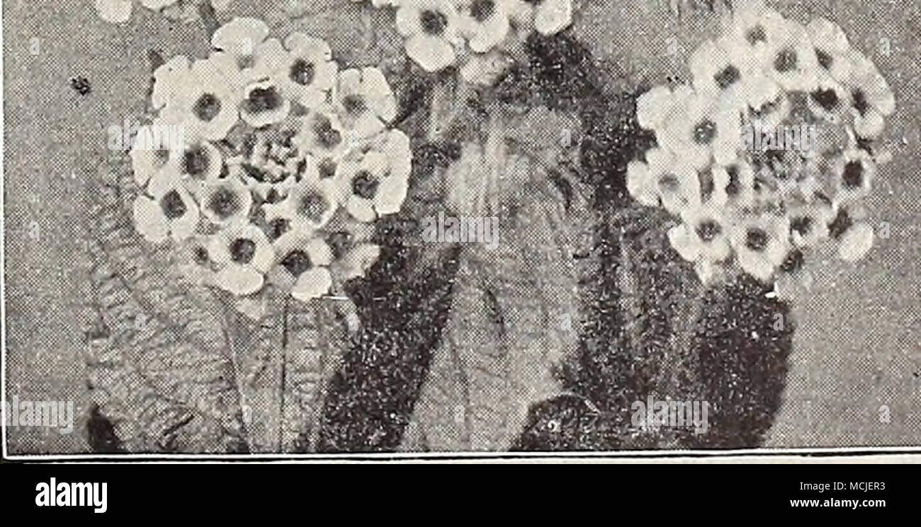 . Lantana Craigi. Stock Photo