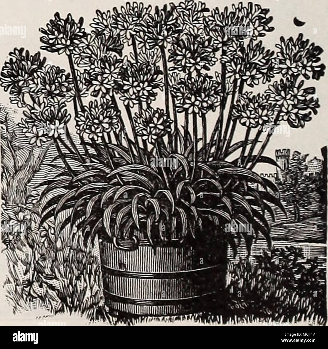 . Agapanthus. For ABUTILONS, ACALYPHAS, ACHYRANTHUS, AGERATUMS, ALTERNANTHERAS and ALOYSIA see page 107. Stock Photo