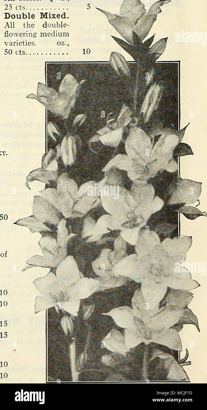 . Campanula Pyramidalis (Chir.ney Bellflower) For Complete List and Cultural Notes see our Garden Book for 1930 Stock Photo