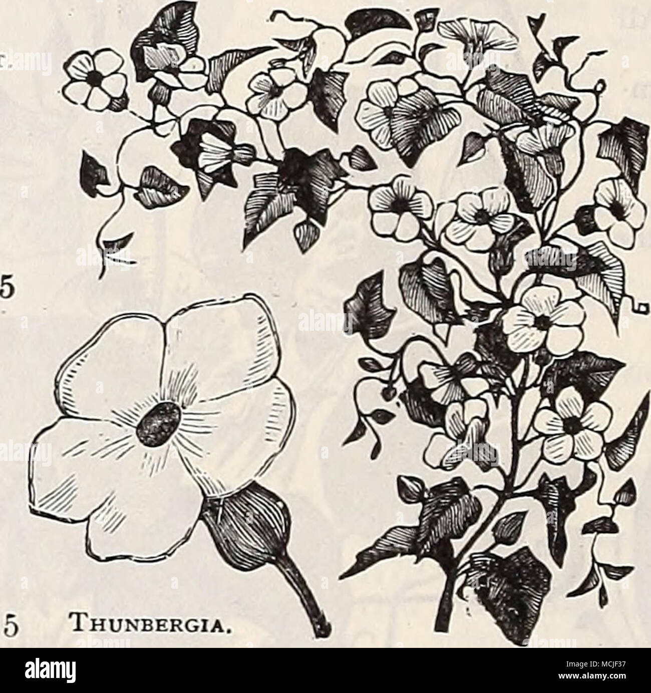 . Single Sweet William. TOREMA. A very fine annual; splendid plant for vases, hanging-baskets, borders, etc.; covered the entire season with a mass of bloom. PER PKT. 4322 Fournieri. Sky-blue, with three spots of dark blue, hrieht yellow centre 10 4323 White Wings. Blush white 15 4321 Bailloni. Bright golden-yellow, with a brownish- red throat 15 TRITOMA. Stock Photo