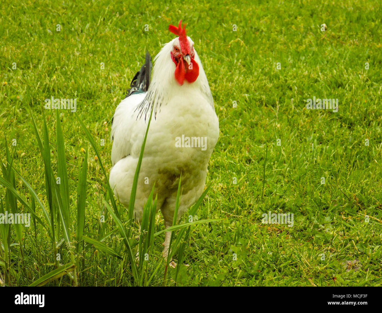 Hen and domestic breeding rooster. Stock Photo
