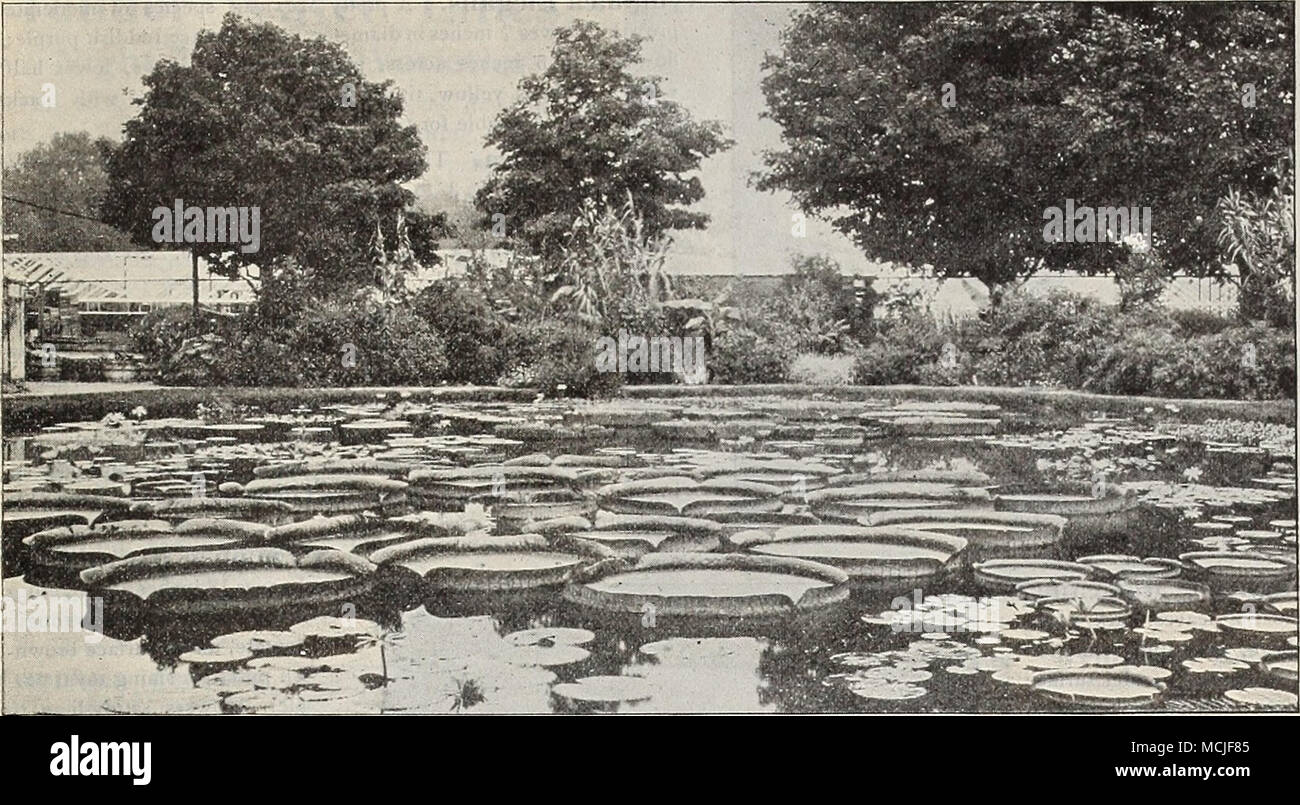 . Victorias in Pond at Our Nurseries, Riverton, New Jersey. VICTORIAS. The Royal Water Lilies. â * rlCTORIA REGIA and f' J?iin(/i have long been grown in the public parks and gardens of tlie United Slates with marked success, and are now well known to all lovers of aquatics, but cannot be grown out-of-doors north of Philadelphia without artificial heat; but since the introduction of V. Tricktui it is now possible to produce fine specimen plants without resorting to artificial heat, it being much hardier, of more rapid growth, and maturing earlier. At our nurseries at Riverton, N. J., V. Tricke Stock Photo