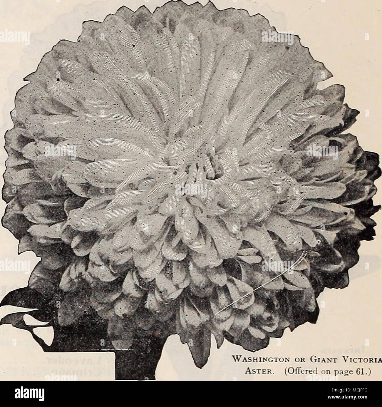 Altogether Lovely High Resolution Stock Photography And Images - Alamy