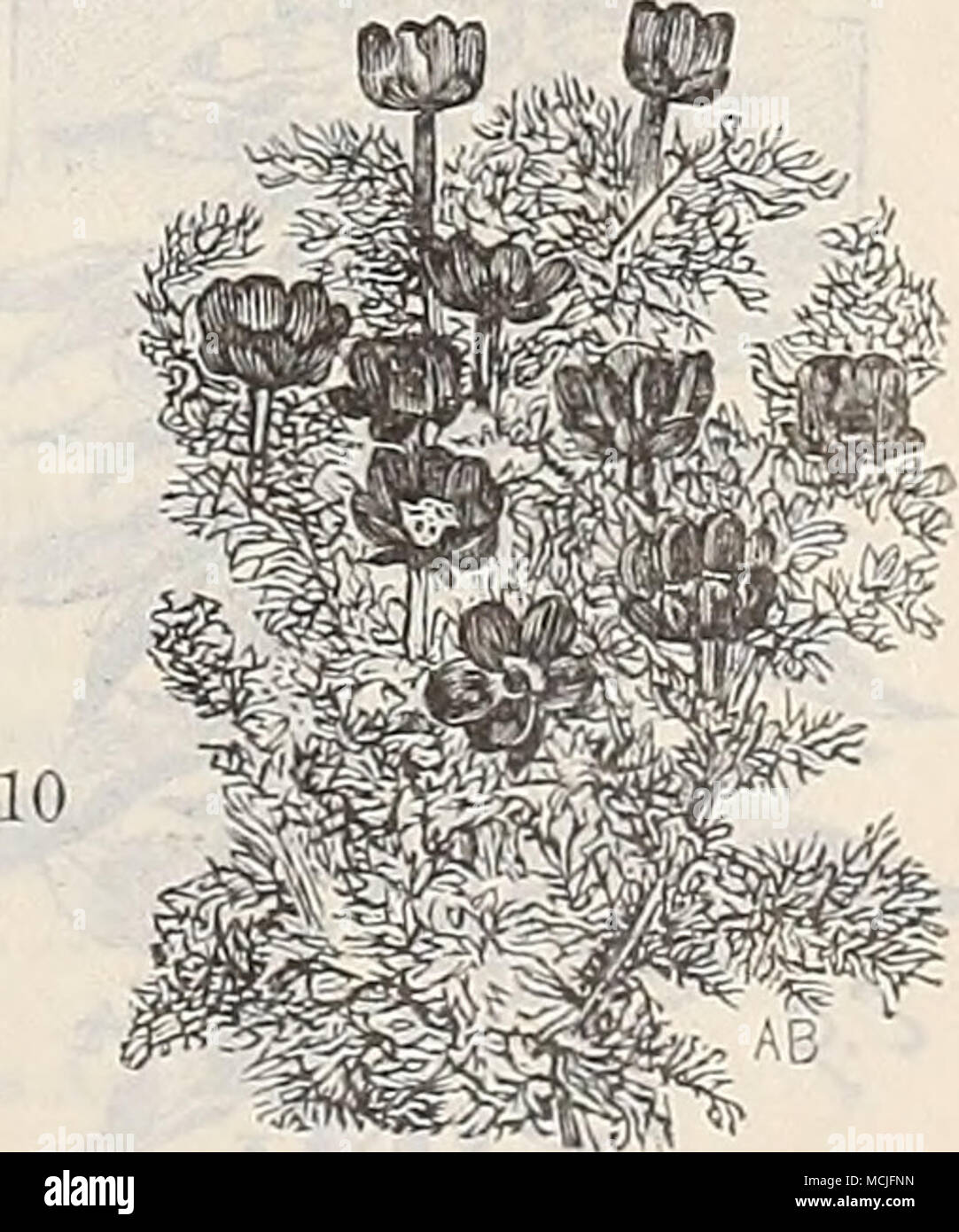 Brassicaceae - Wikipedia, image size:1082x1390