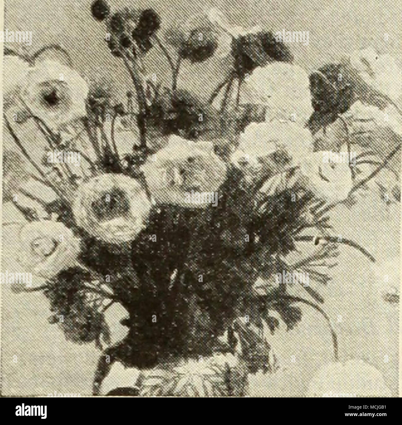 Ranunculus Tecolete Strain Ranunculus A These Beautiful Bulbous Plants Are Hardy With Winter Protection They Dehght In A Cool Moist Atmosphere Growing Particular Ly Well In A Shady Situation And In