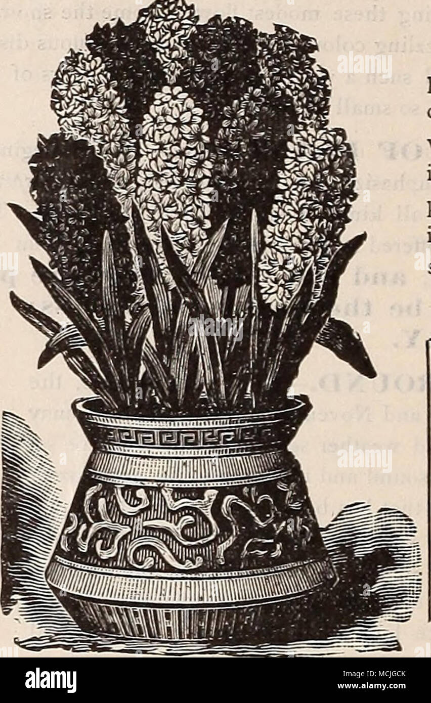 Quot We Call Special Attention To The Spanish Iris And Jonquils Shown In Colors On The Cover Of This Catalogue The Former Is Offered On Page 19 And The Latter On Page Quot We Call Special Attention To The Spanish Iris And Jonquils Shown In Colors On The Cover Of This Catalogue The Former Is Offered On Page 19 And The Latter On Page