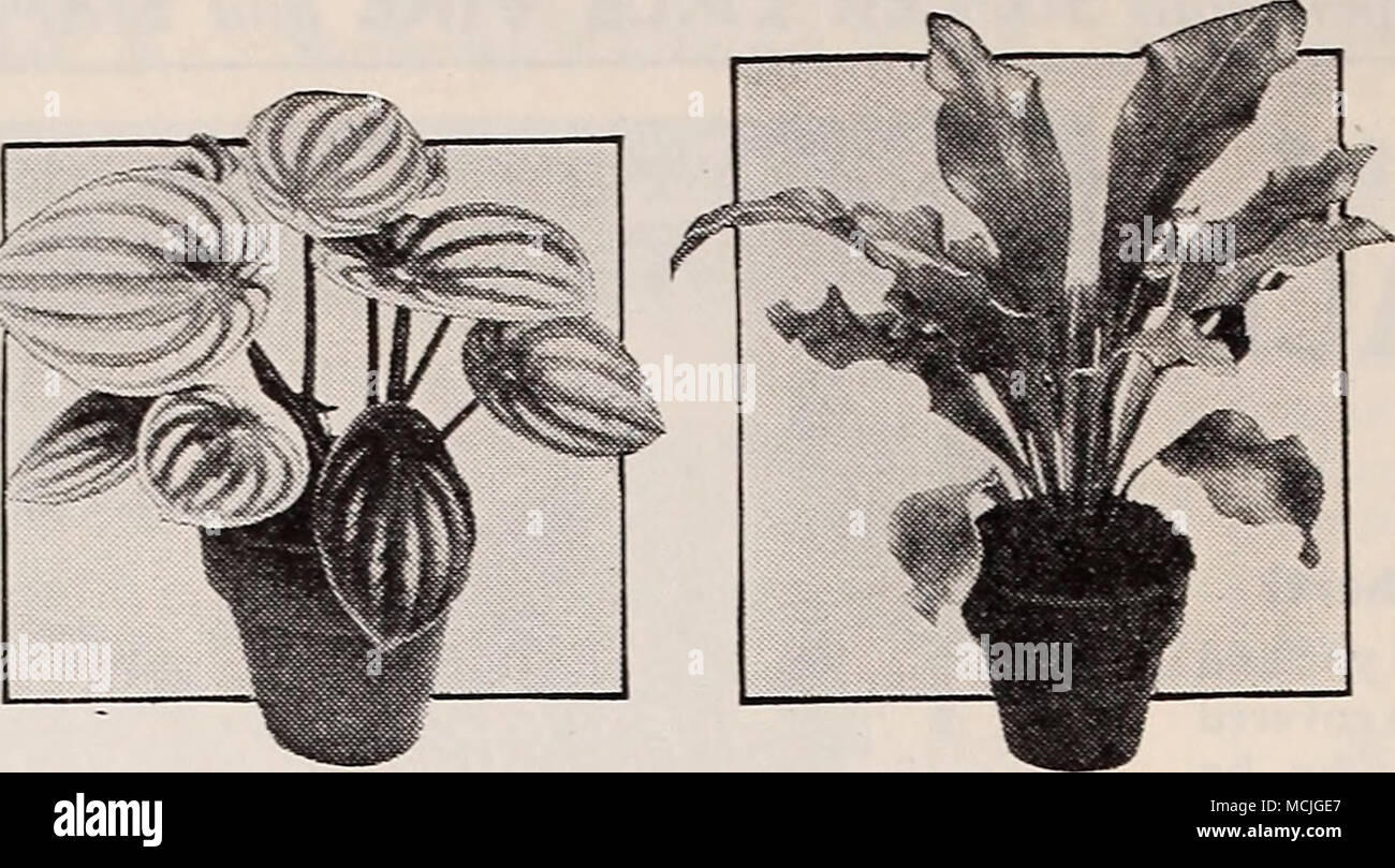 . Riverton is only 9 miles from Philadelphia—a side trip of only one mile off the Burlington Pike, route 25. Peperomia argyreia Bird's Nest Fern Philodendron scandens Complete List of House Plants We shall be glad to send upon request our complete list of House Plants suitable for use in the home, the conserva- tory, and the greenhouse. It includes a wide assortment of worthwhile plants of varied habits and forms. House Plants no longer are considered a luxury. They give a bright and cheerful aspect to the home. Many kinds are not only easy to grow but with average care will develop into showy Stock Photo