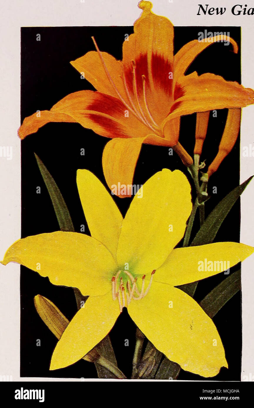 New Giant Hemerocallis Mikado Top Hyperion Bottom These