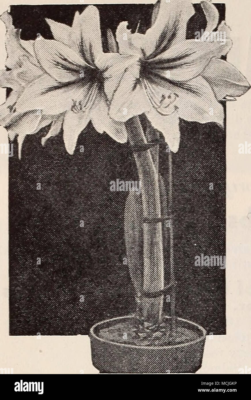 . Dreer's Giant Amaryllis We shall be glad to send upon request full directions for growing Giant Amaryllis. Stock Photo