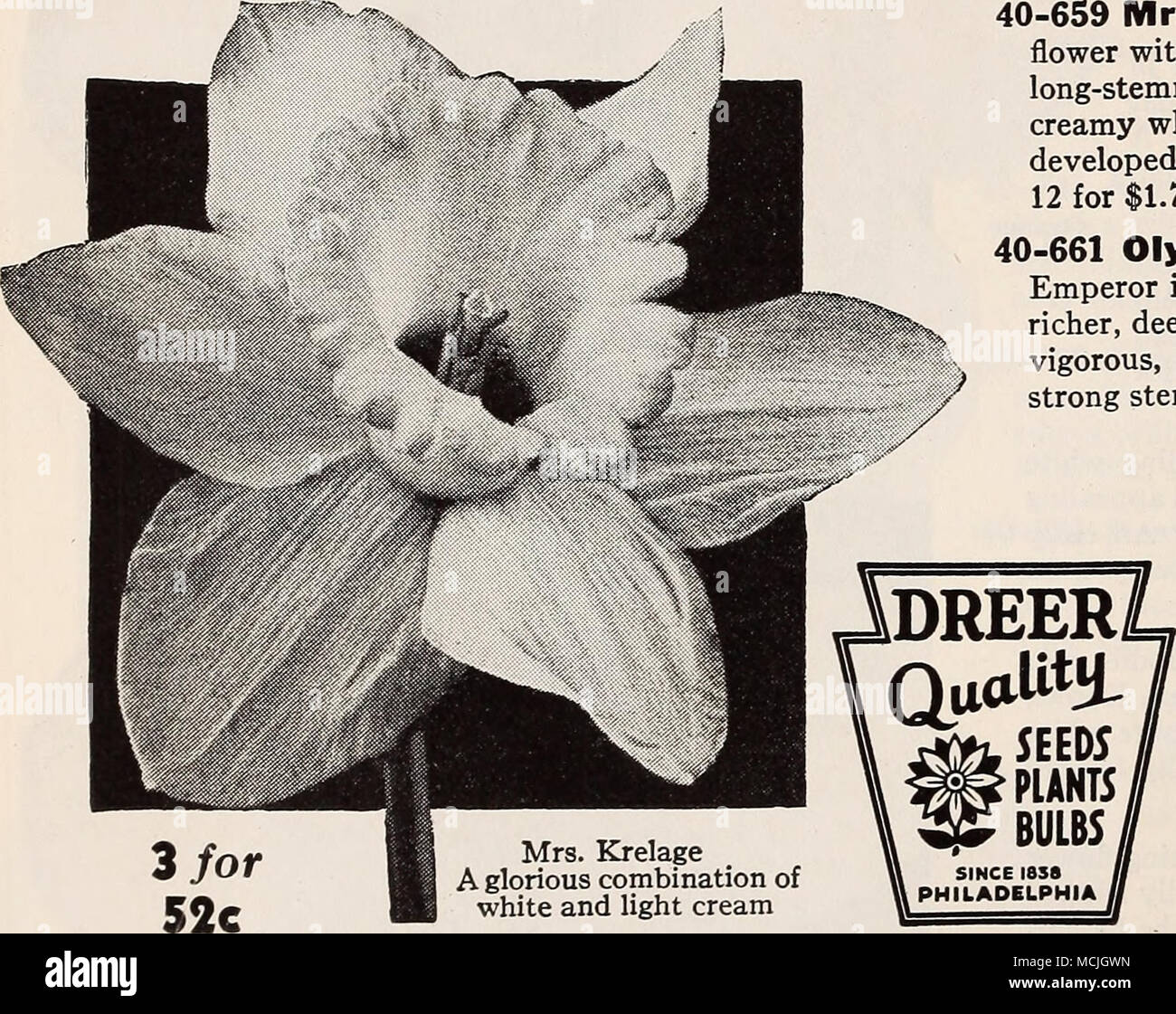 . Make your spring garden more beautiful than it has ever been by planting Dreer's Super Giant Daffodils in quantity. They are easy to grow and will give a marvelous display early in the spring. Plant in well-prepared soil at a depth not less than 4 times the height of the bulb. They are perfectly hardy and will last for many years. 40-650 G. H. Van Waveren. A bold well-proportioned flower carried artistically on a strong stem. It is an early bloomer of an intense brilliant yellow color enhanced with gleaming gold shimmering in the texture. It will give entire satisfaction. Round Btdbs: 3 for  Stock Photo