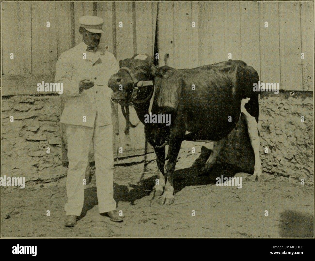 . How to Give a Cow Medicine. HOW TO GIVE A COW MEDICINE. Give all