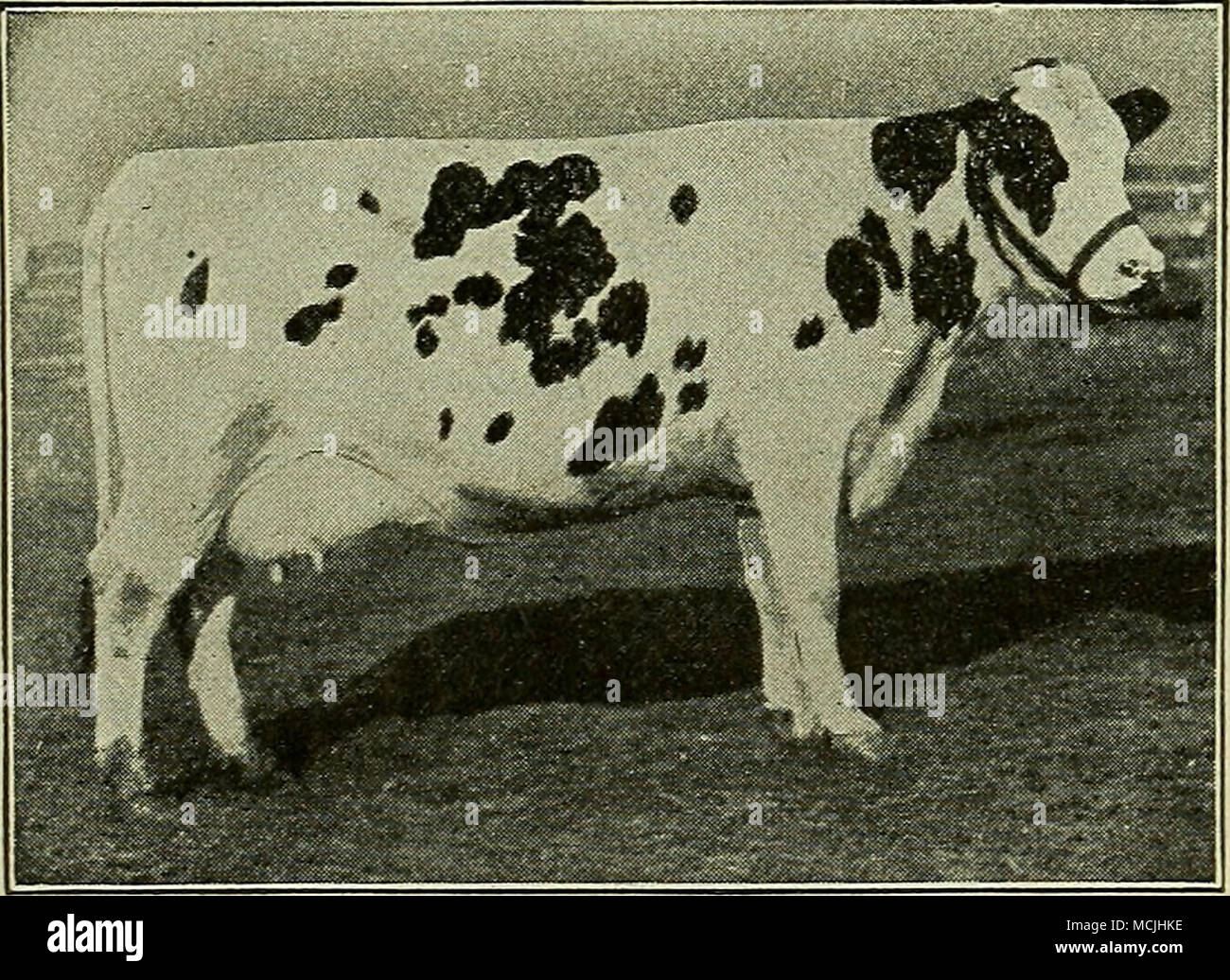 . FaiQine Wayne Third. This cow presented by Senator Isaac Stephenson, of Wisconsin, to President Taft. Dr. David Roberts, Waukesha. Wis. Kenosha, Wis., Feb. 24. 1911. Dear Doctor:—I am sending you a photograph of Pauline Wayne 3d, the pure bred Holstein cow that U. S. Senator Isaac Stephenson presented to W. H. Taft, President of the United States, last December. This cow received your treatment for abortion with the balance of the herd and gave birth to a nice, strong, healthy calf in the White House Barn at Washington, a week after she arrived there. Believing that these facts will prove of Stock Photo