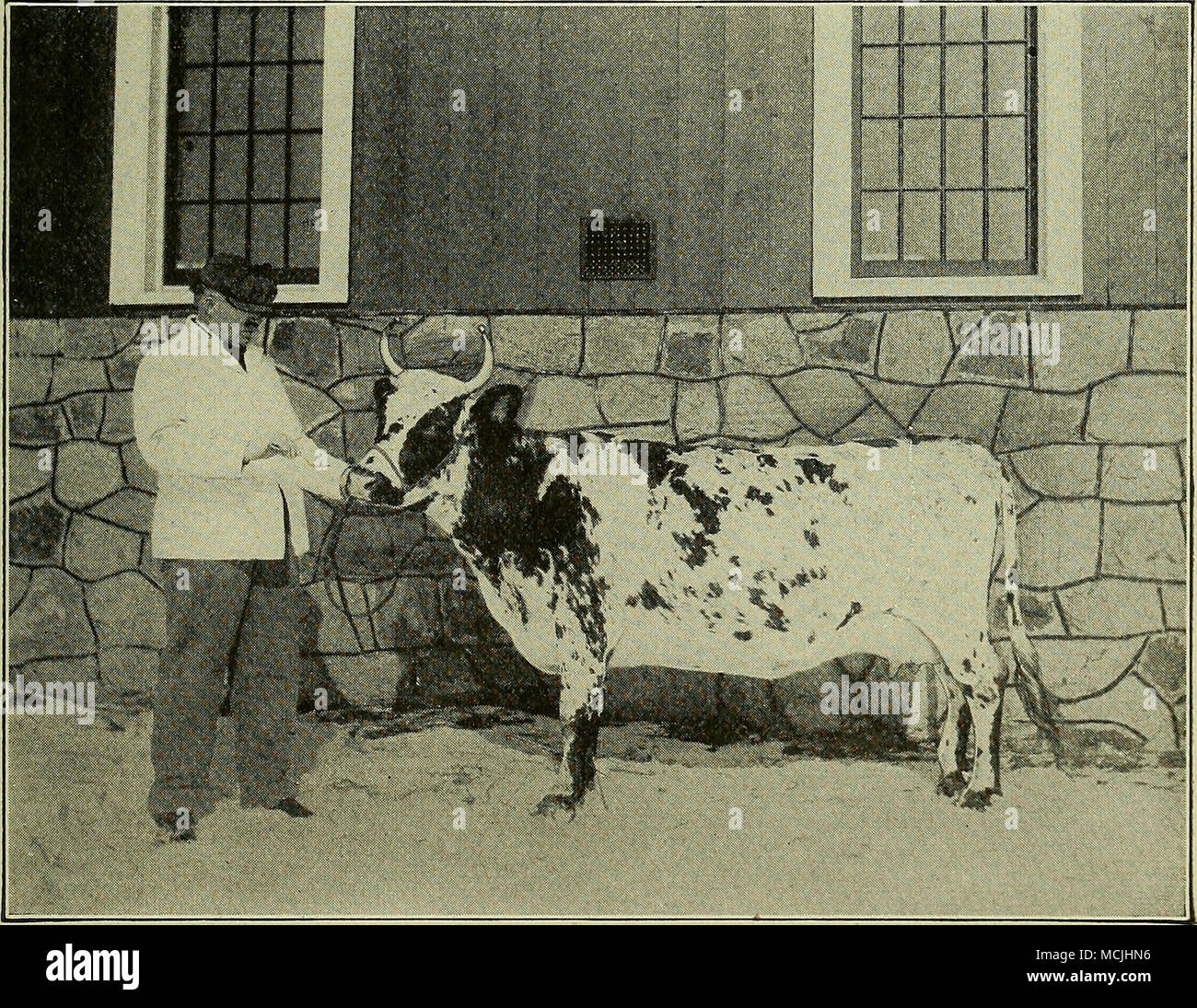 . How to Give a Cow Medicine Stock Photo Alamy