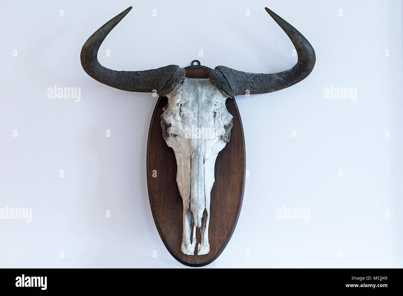 Wildebeests skull (Connochaetes), trophy on white wall Stock Photo