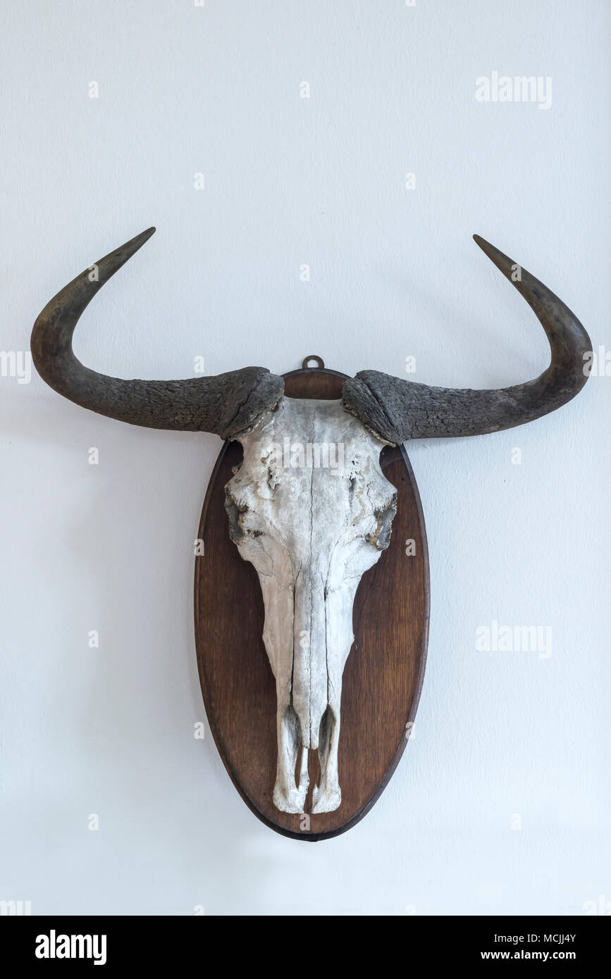 Wildebeests skull (Connochaetes), trophy on white wall Stock Photo