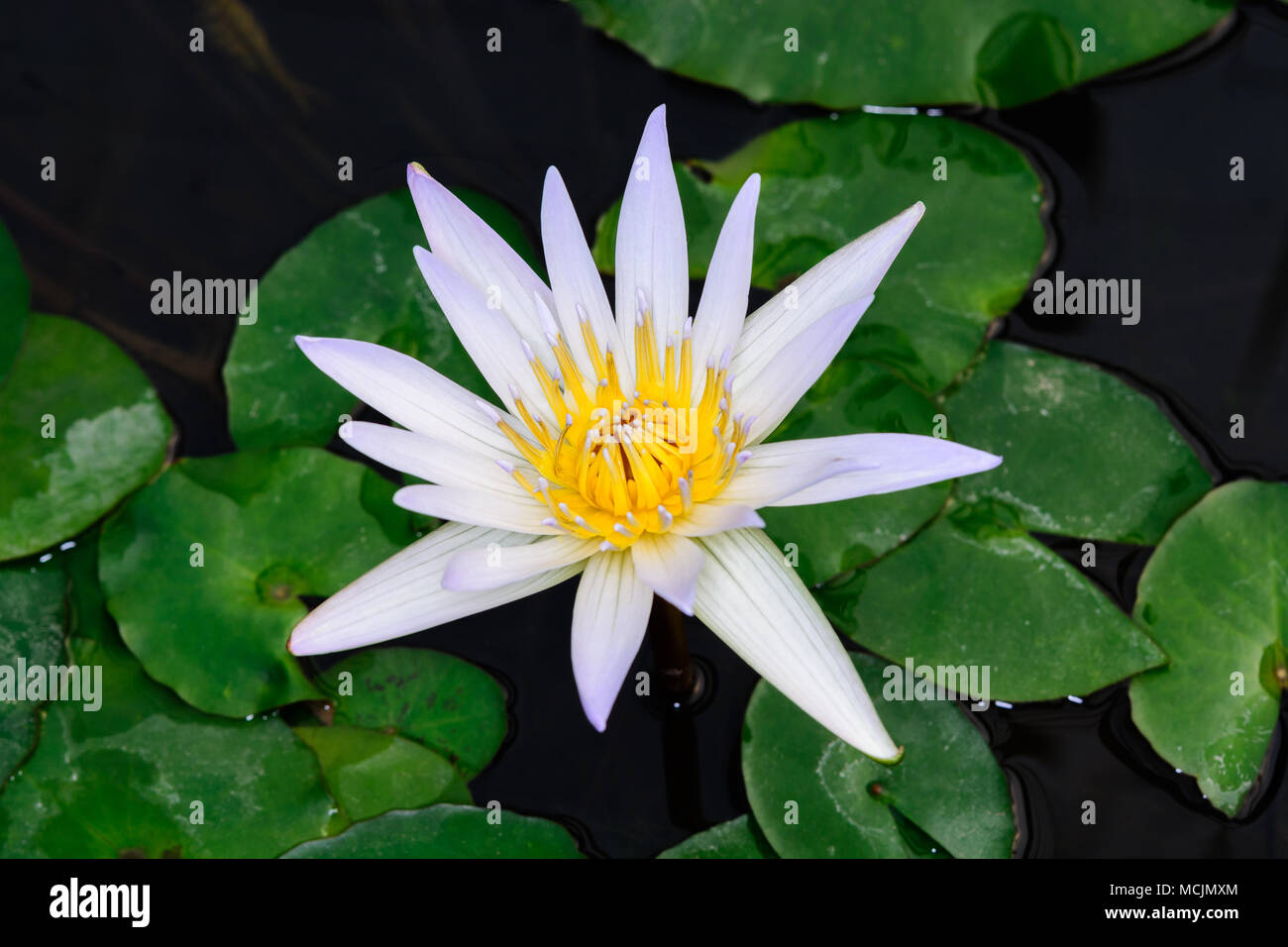 Nymphaea 'Daubenyana' is a tropical lily. It has pale blue petals and green pads. Stock Photo