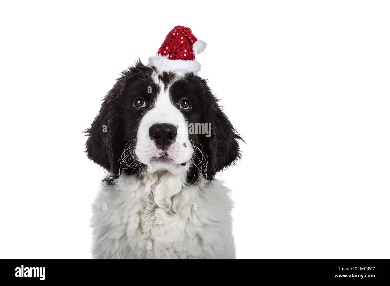 Head shot of black and white Landseer puppy dog wearing cute little Christmas hat while looking into the camera isolated on white background Stock Photo