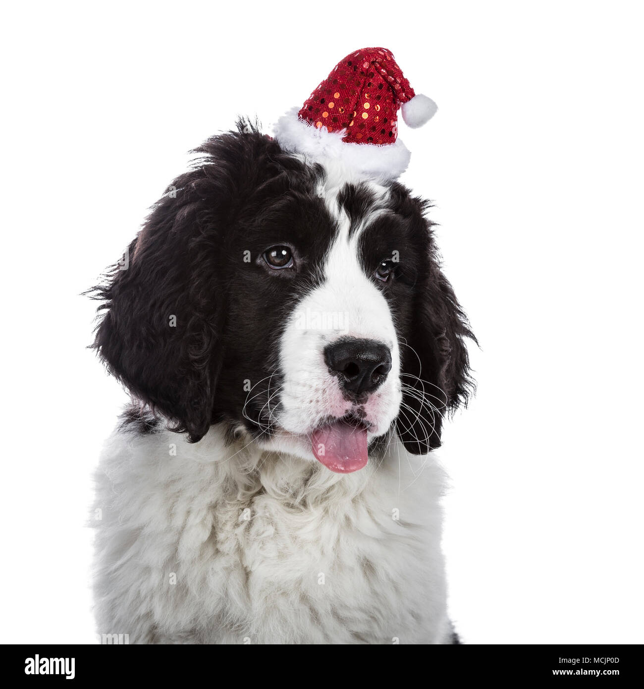 Head shot of black and white Landseer puppy dog wearing cute little Christmas hat while looking down and sticking tongue out Stock Photo