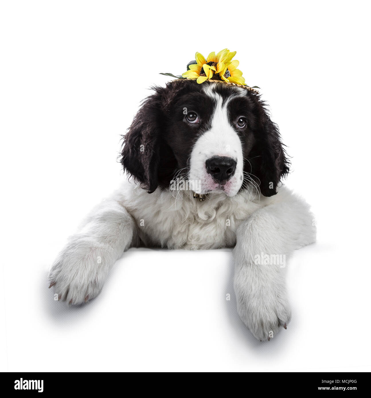 Black and white Landseer puppy dog laying down and wearing straw hat with fake sunflowers while looking in the camera isolated on white background Stock Photo