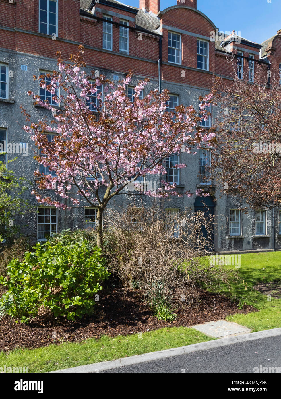 Cherry Blossom Trees with Building on the background, Trinity College Campus, Dublin, Ireland