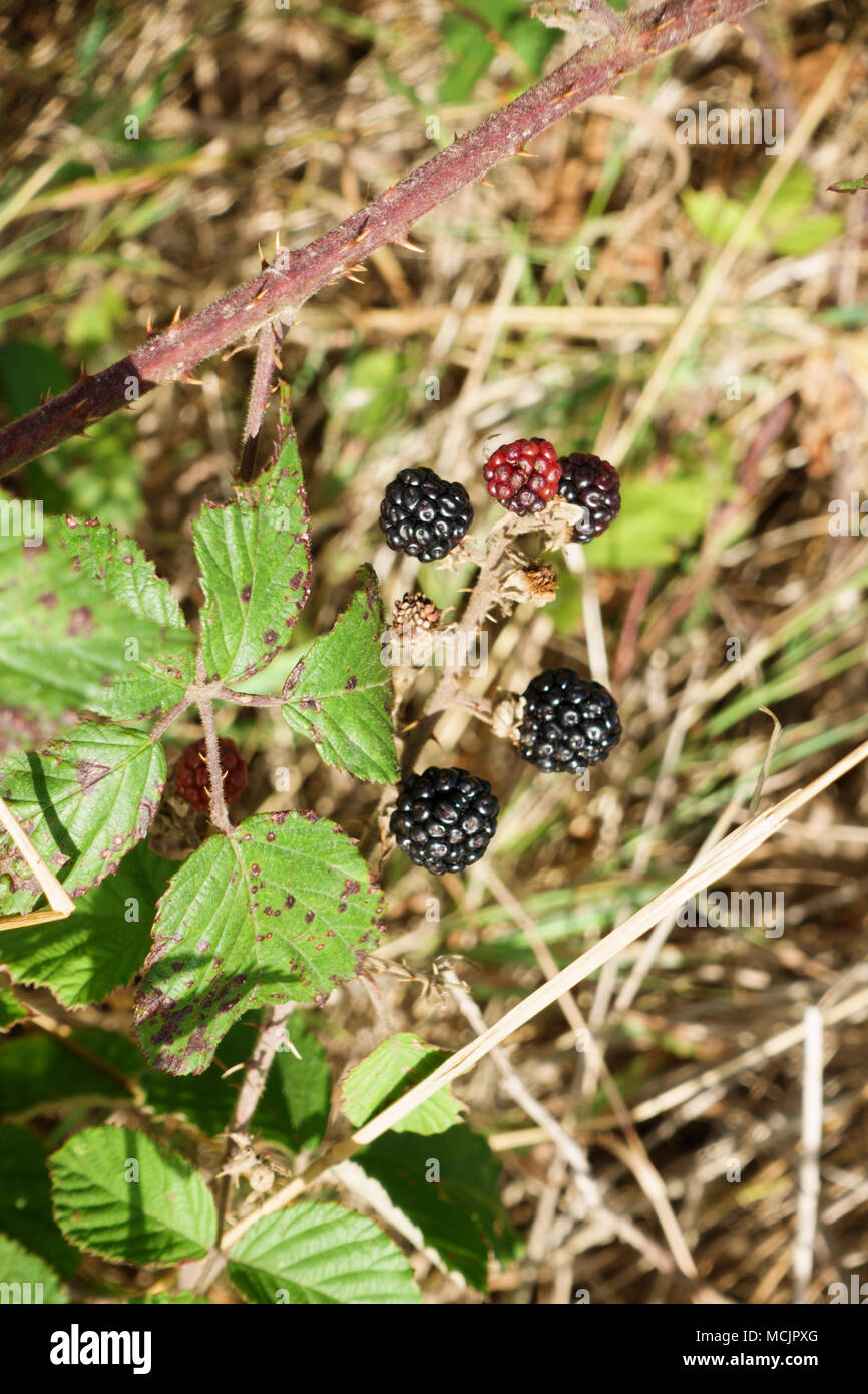 Close-up of blackberry plant Stock Photo