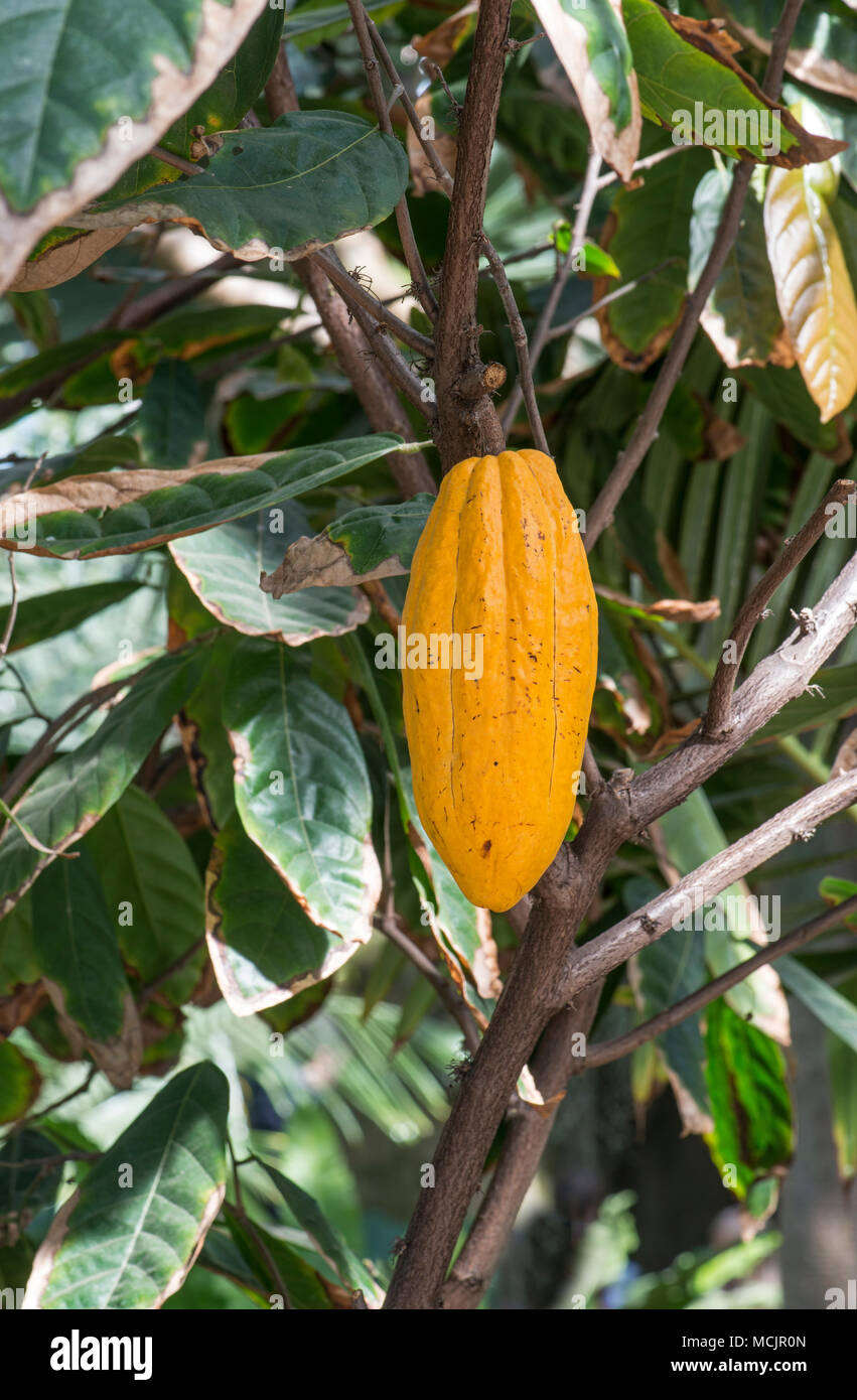 Cacao Tree (Cocoa Tree) Theobroma cacao. Stock Photo