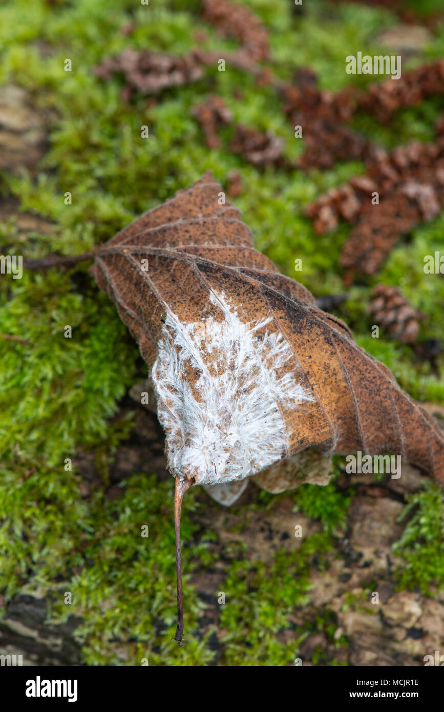 Fungal mycelium on leaf. Stock Photo