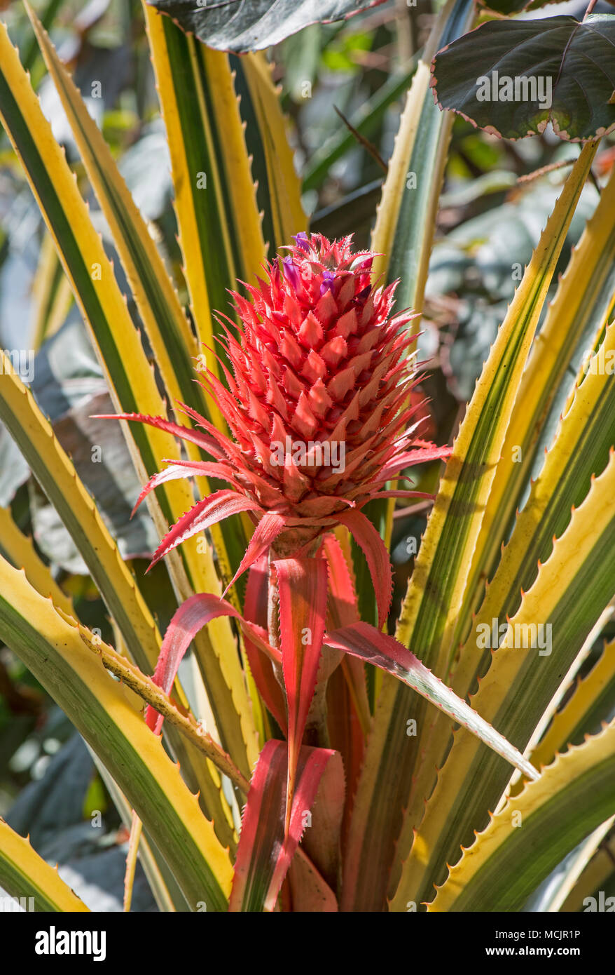 Pineapple: Ananas comosus var. variegatus. Stock Photo