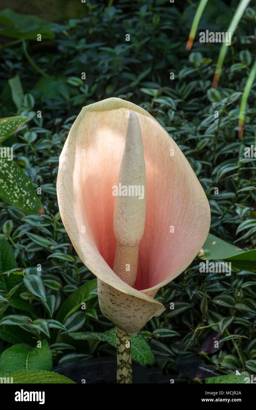Voodoo Lily: Amorphophallus bulbifer. Stock Photo