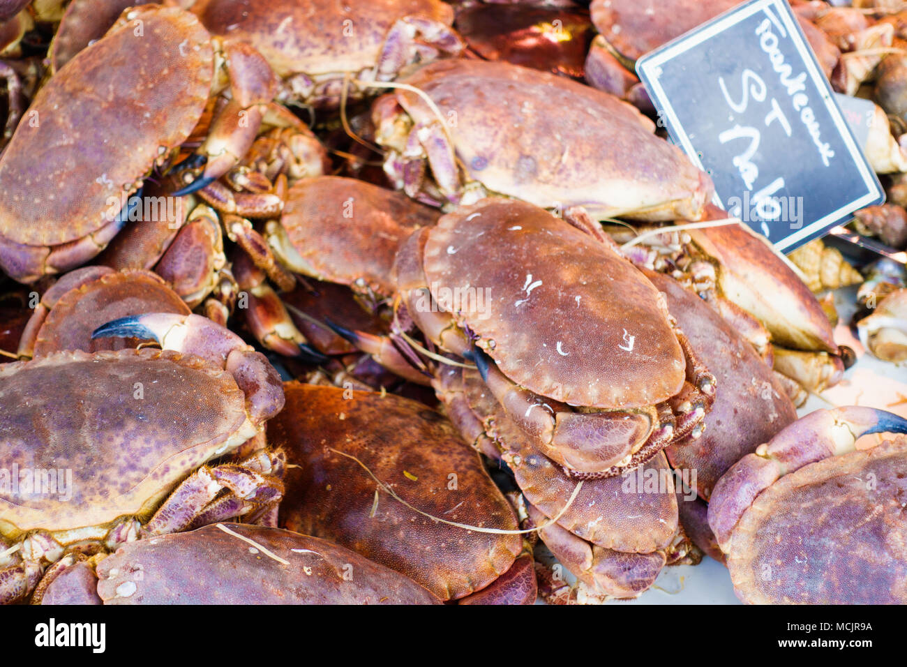 Fresh Cancer Irroratus crabs for sale at fish market Stock Photo