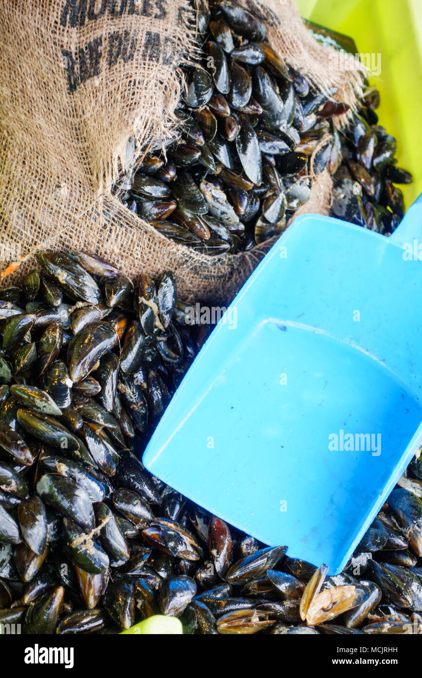 Fresh black mussels in abundance at fish market Stock Photo