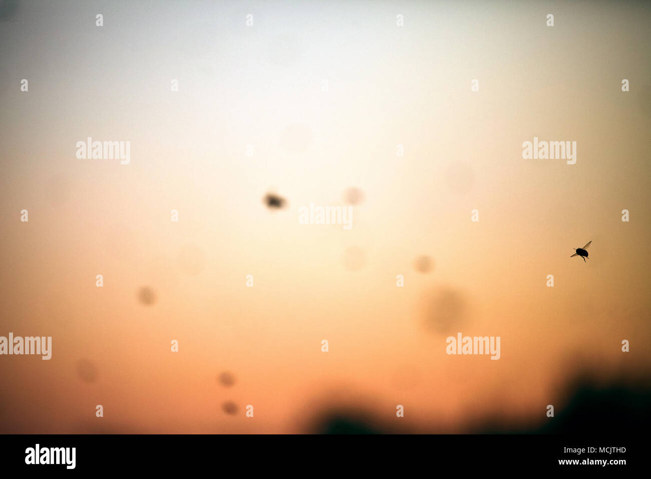 Bees flying all over the sky with sunset light Stock Photo
