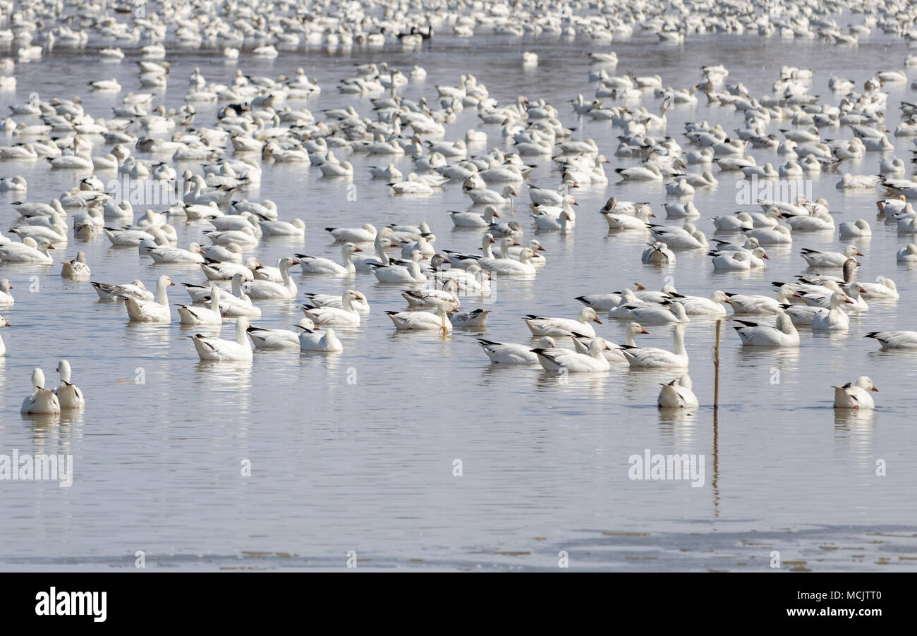 Migration Oie des neiges Baie-du-Febvre Québec Canada Stock Photo