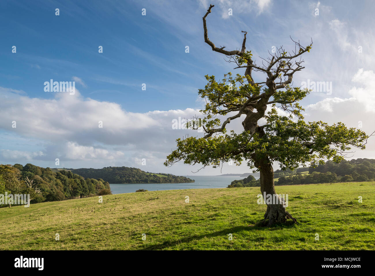 Oak tree on hillside and view along Carrick Roads toward Falmouth Bay Stock Photo